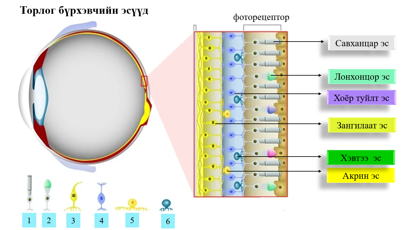Мэдлээ | Цахим контент